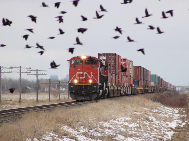 CN 8000 and birds