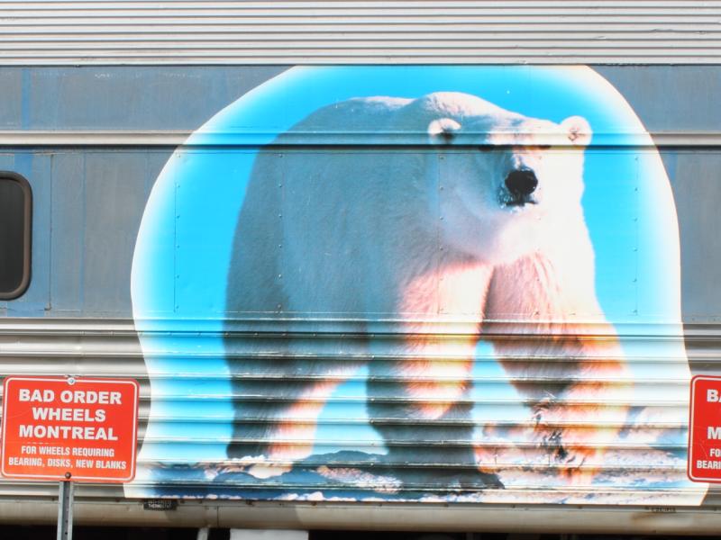 Polar Bear on VIA 2448 in Winnipeg