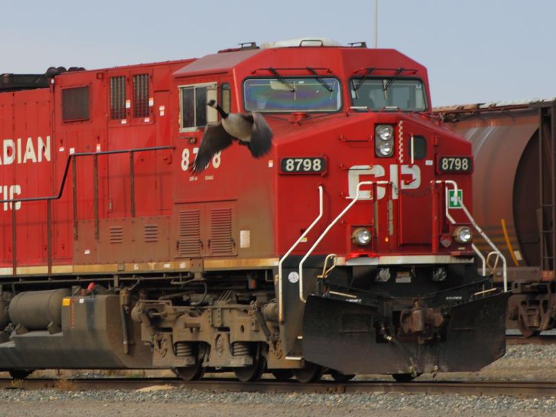 CP 8798 and goose in Winnipeg