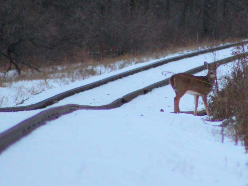 Deer and Tracks in St. Norbert Manitoba