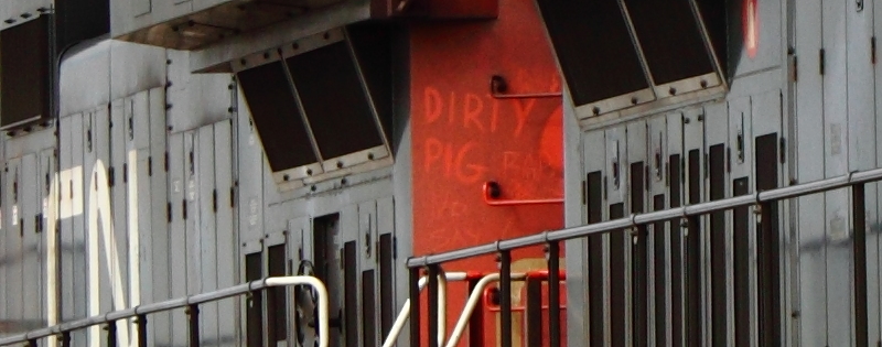 Dirty Pig